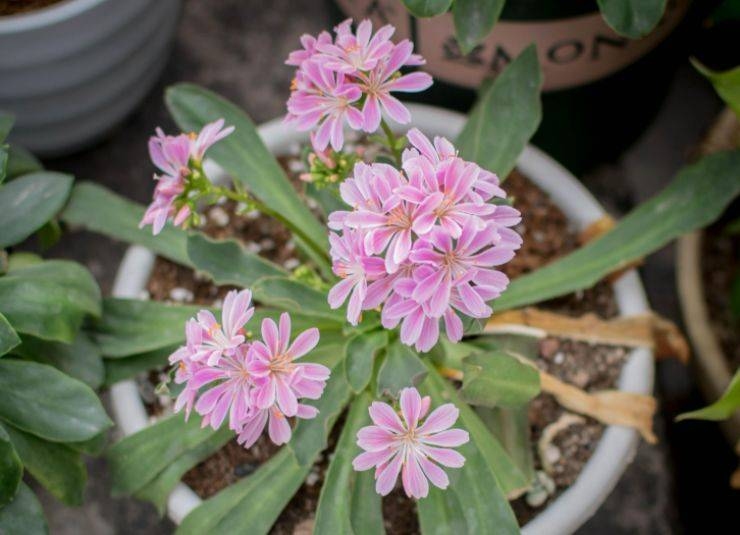 花开百度价格,探寻美丽背后的价值插图 花开百度价格,探寻美丽背后的价值插图