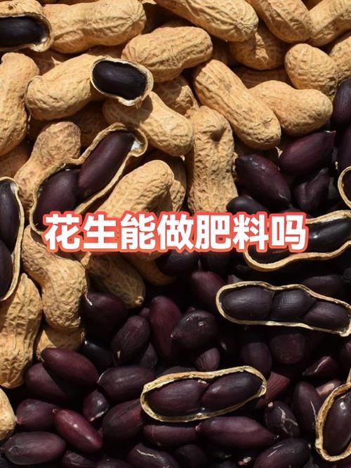 花生壳，是否仍保持免费服务？插图