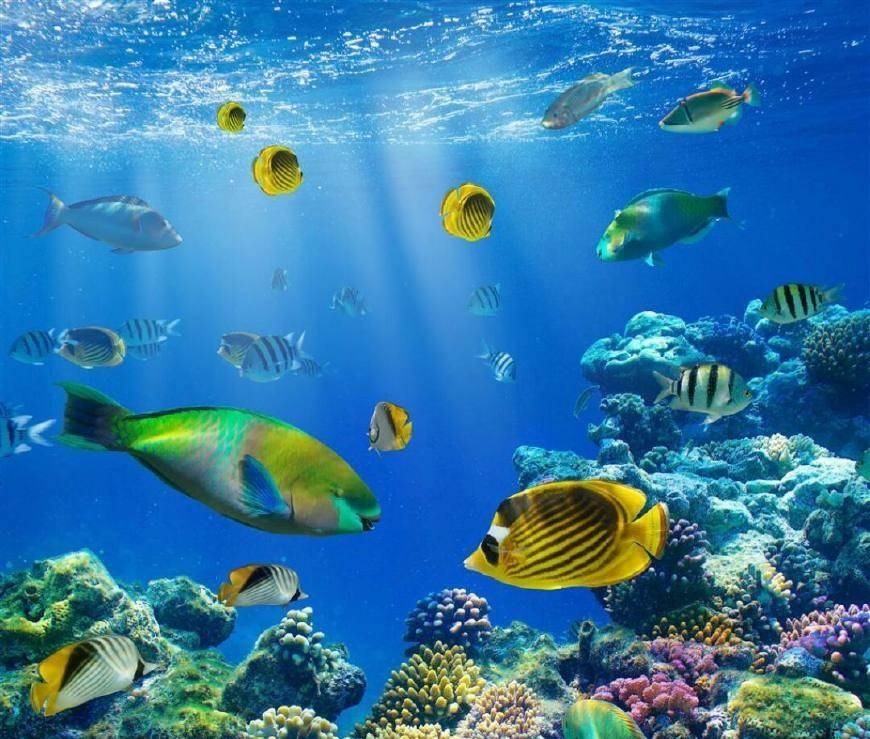 海豚智慧与英勇,神秘海洋生物展现救人精神,引发关注与研究保护插图 海豚智慧与英勇,神秘海洋生物展现救人精神,引发关注与研究保护插图