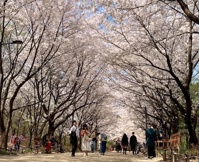 樱花云服务器，免费试用体验云端服务之旅插图