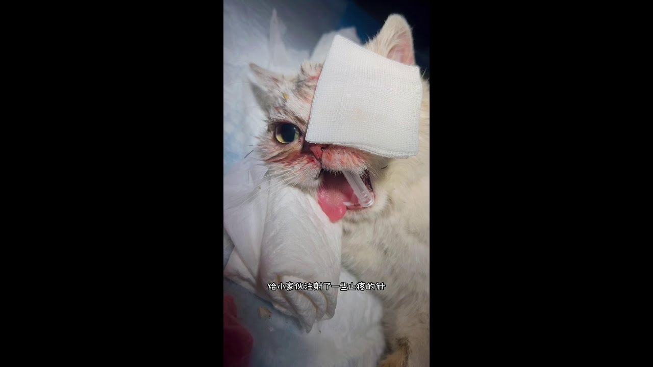 猫咪MV最新网名推荐插图