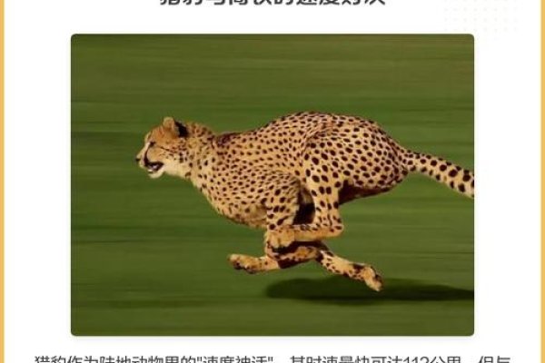 超速猎豹，速度极限探索-方知甜