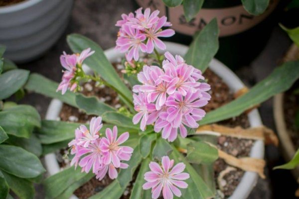 花开百度价格，探寻美丽背后的价值-方知甜