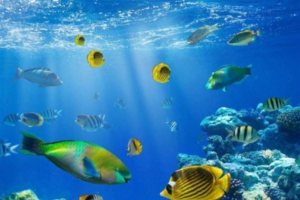 海豚智慧与英勇，神秘海洋生物展现救人精神，引发关注与研究保护-方知甜