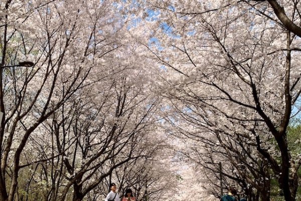 樱花云服务器，免费试用体验云端服务之旅-方知甜