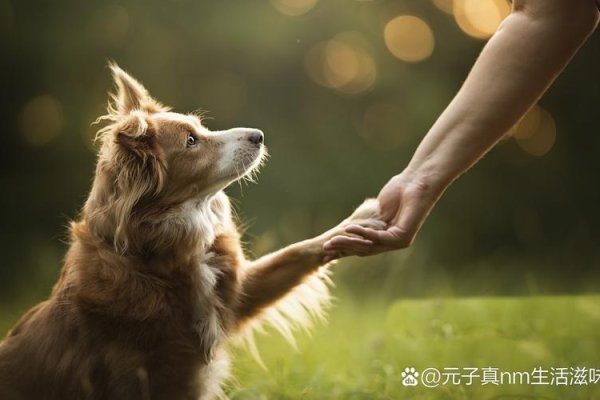 磁力狗，深度理解，为你而懂-方知甜