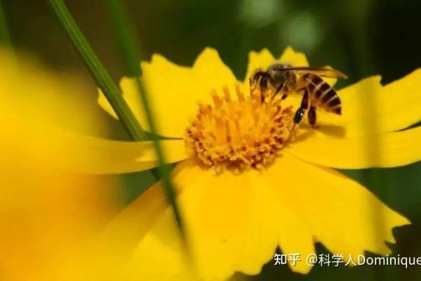 揭秘动画代码，定义、应用与重要性-方知甜