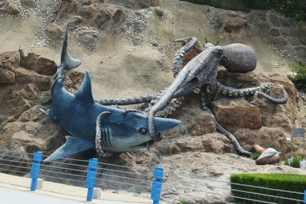 鲨鱼源码网，探索海洋生物技术的新窗口-方知甜