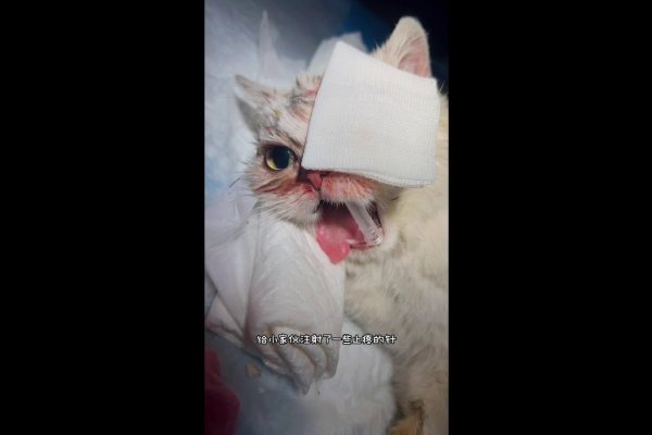 猫咪MV最新网名推荐-方知甜