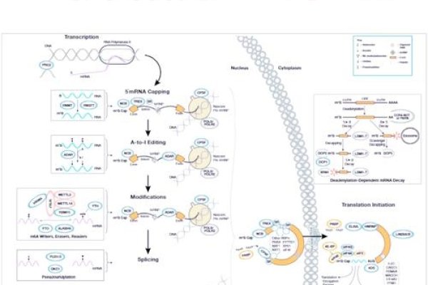 CDNA合成原理与步骤-方知甜