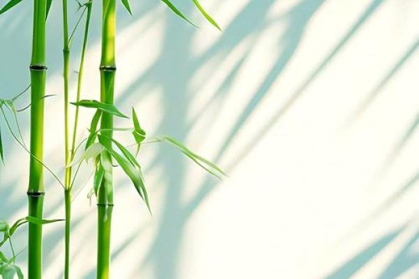 竹子建站官网，东方竹子引领互联网新篇章-方知甜