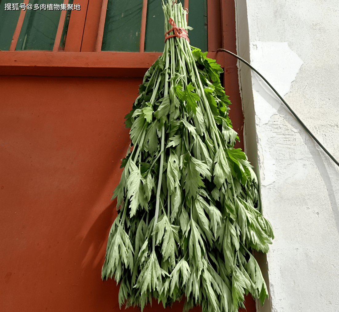 艾草挂门禁忌多，正确悬挂保健康插图