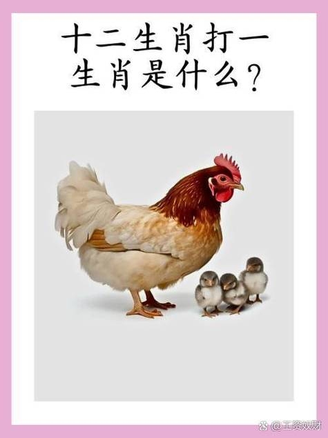 暗藏杀机，谜底揭晓，生肖鸡插图