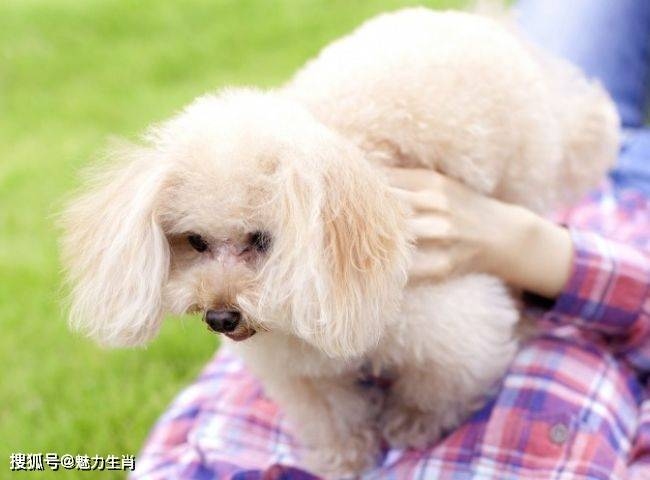 包公生肖狗相关插图