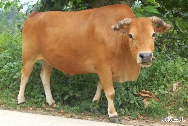 本命年忌穿红色衣物，属牛人需注意，忌火者禁忌红衣、不宜长途旅行。插图