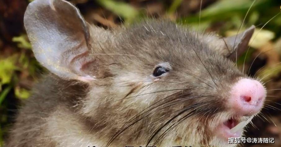 八面玲珑指的是动物，鼠插图