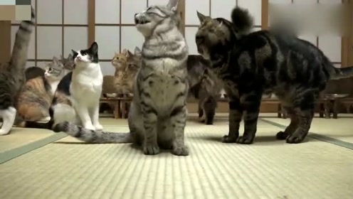 白日做梦，谜底生肖狗插图