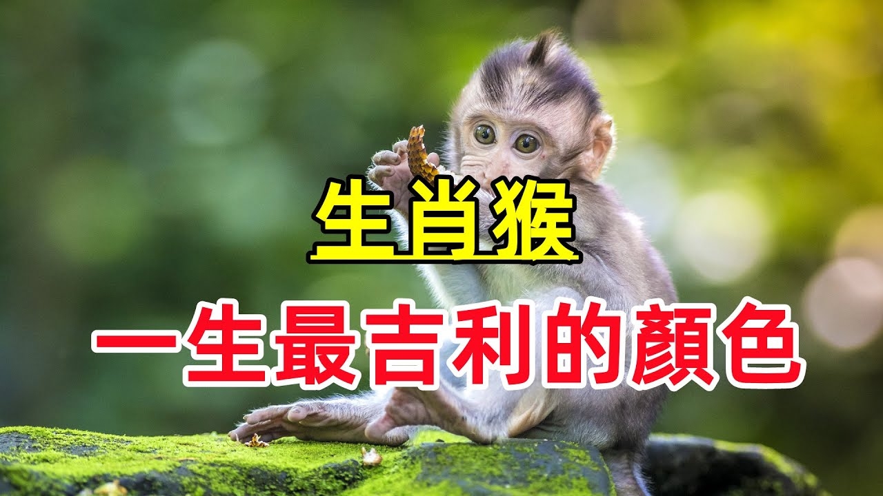 白日做梦最佳的生肖，猴插图