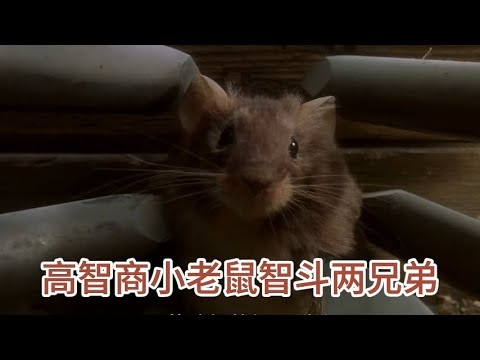 背水一战，机智灵活——鼠插图