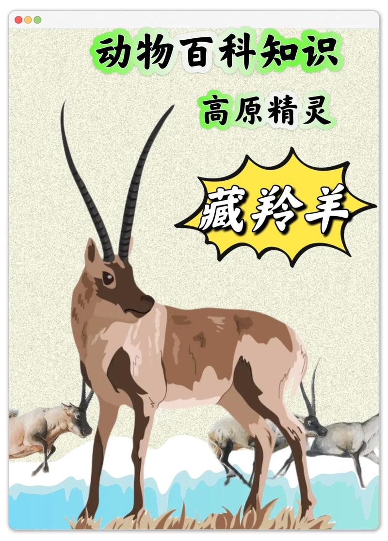 冰天雪地中的神秘守护者——解读生肖中的羊插图