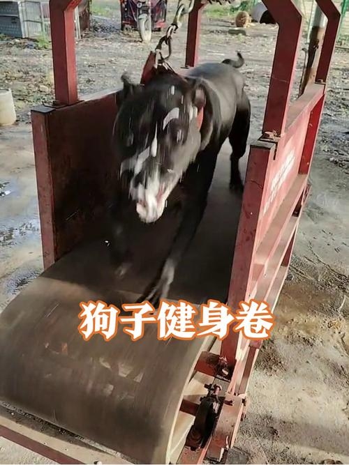 比特犬跑步机训练，提升心肺功能与耐力，传承比特精神插图
