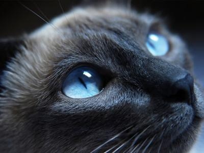 被猫挠，梦境中的不安与隐喻插图