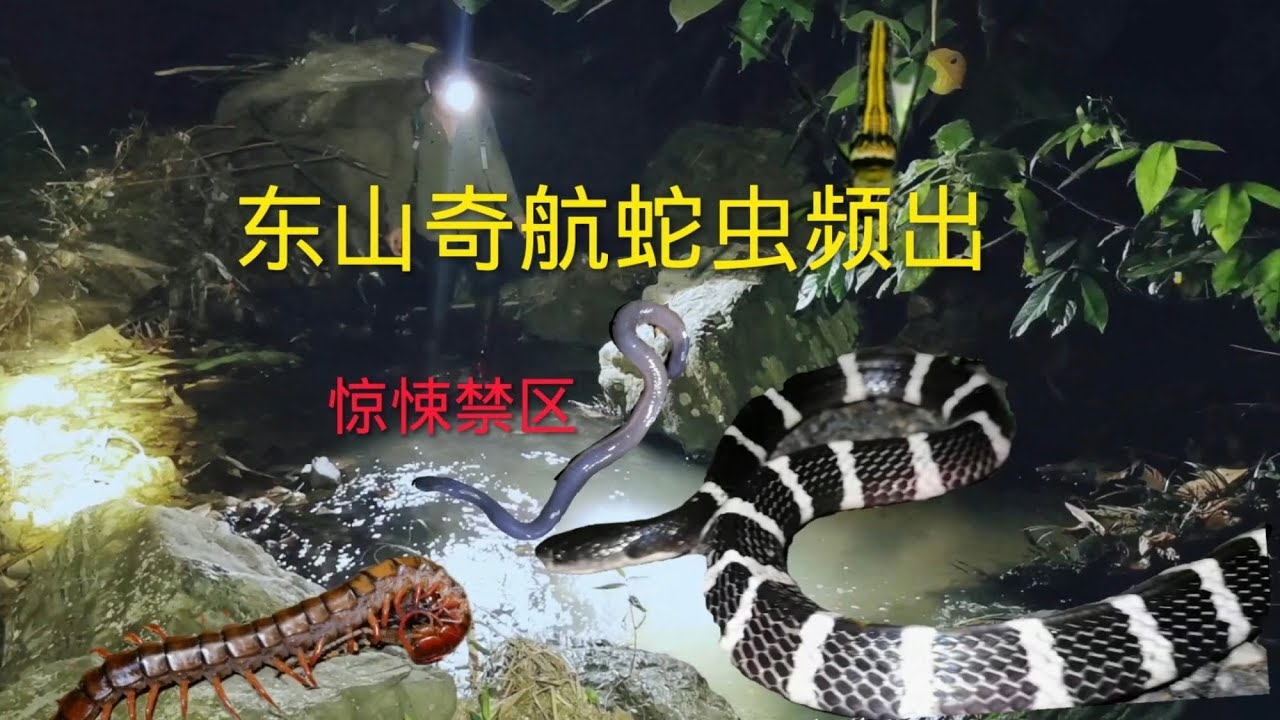 长脚的蛇，自然界的奇异奇观插图