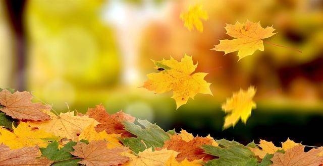 草木凋零话生肖——揭秘与落叶相关的生肖之谜插图