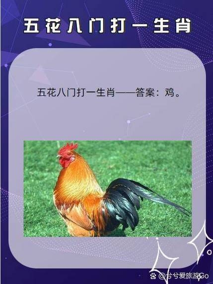 藏头露尾打一生肖，答案揭晓，鸡插图