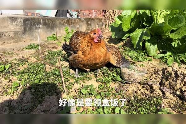 村鹃啼血打一生肖，答案揭晓，鸡插图