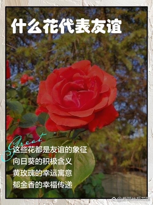 朝阳交友，在晨光中绽放的友谊之花插图