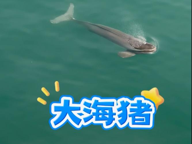 大海的猪趣，一场意外的文化与自然交融插图