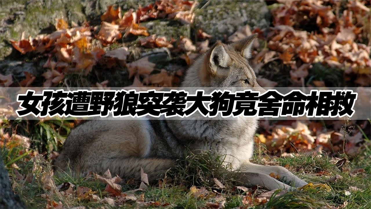 大火烧山野兽伤，谜底生肖是猪插图