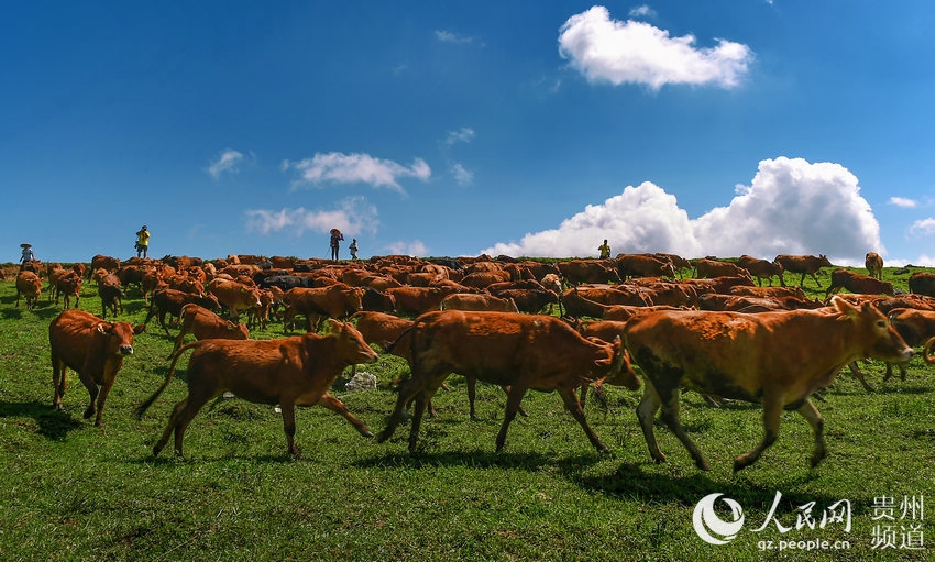 大器晚成,属牛者厚积薄发插图 大器晚成,属牛者厚积薄发插图