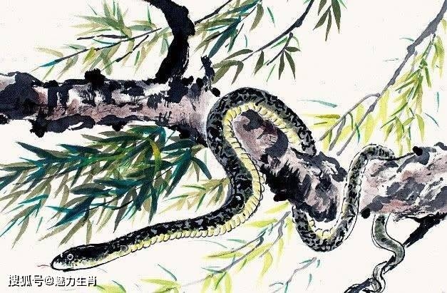 点石成金谜底揭秘，生肖蛇的蜕变之谜插图
