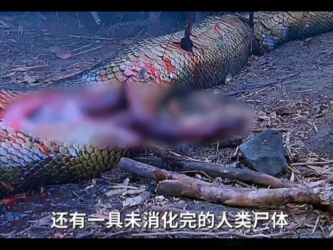 大蛇吃人,自然界的恐怖奇观与人类的生存挑战插图 大蛇吃人,自然界的恐怖奇观与人类的生存挑战插图
