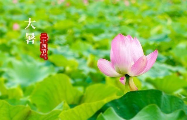 大暑节气特点插图