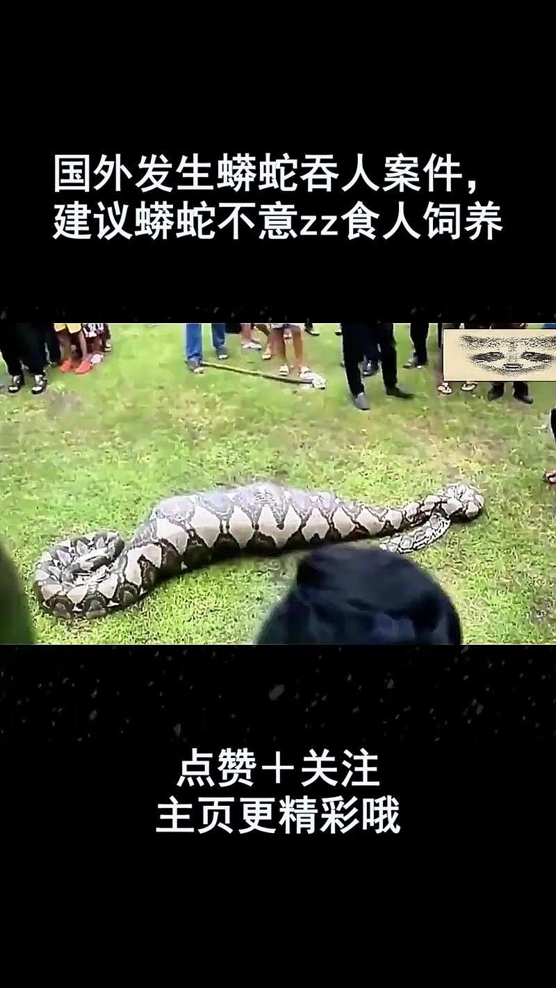 大蟒蛇吃人？周公解梦揭示真相！插图