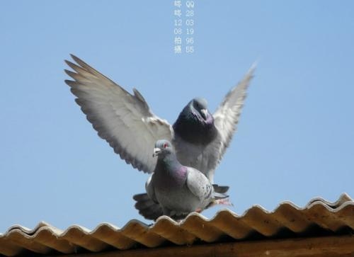 大鸟，多重含义与象征意义解析插图