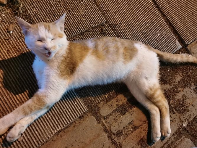 大街小巷指什么动物？插图