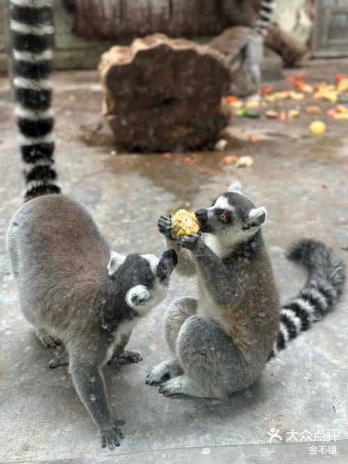 大熊猫走路内八字，独特标志显平衡插图