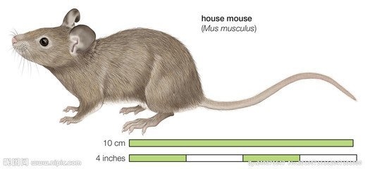 东张西望的生肖，探寻属相中的观察家插图