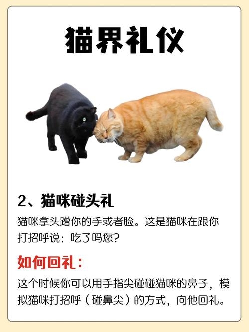 方言吃猫，揭秘其真实含义与用法插图