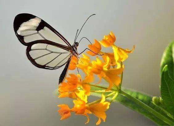 非主流名字蝶梦琉璃插图