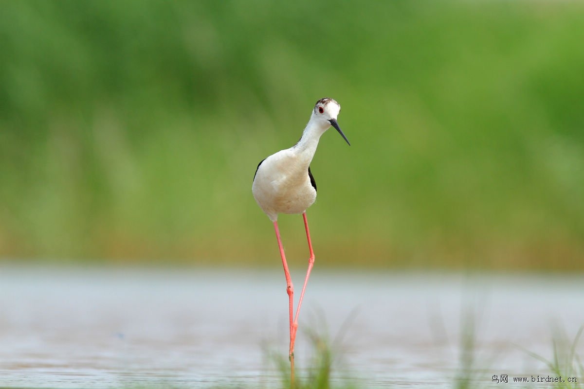 根深叶茂,从生肖视角看生肖与生态的永恒共生插图 根深叶茂,从生肖视角看生肖与生态的永恒共生插图