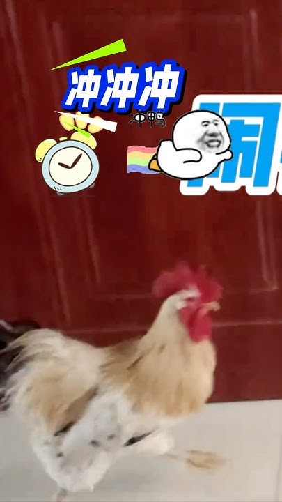 公鸡打鸣，生物钟与季节的奇妙交响插图