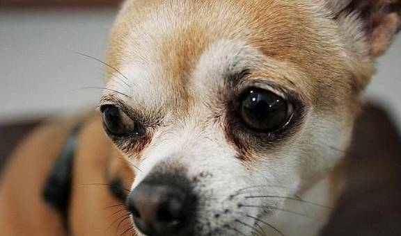 个性狗名，为你的爱宠打造独一无二的身份标签插图