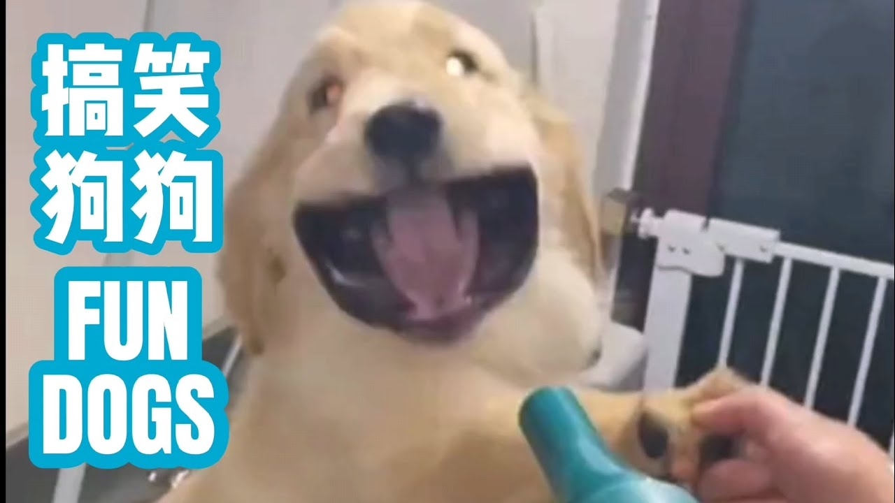 搞笑狗名，开启喜剧思维的隐藏秘籍插图