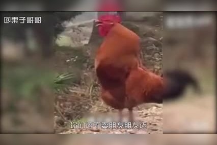 呼风唤雨佳中宫指的是猪插图