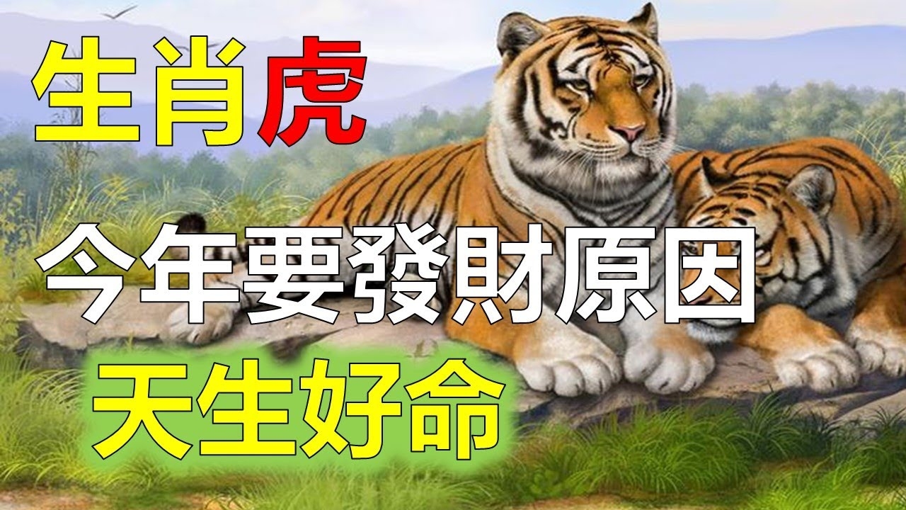 虎年出生人特质剖析插图